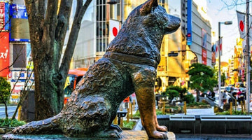 What do Hachiko and Petto have in common?