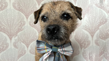 Eddie is a red grizzle Border Terrier from Leicestershire and is nearly 13 years young.