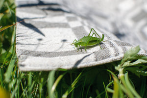 Closeup of a cricket standing on a blanket in a field